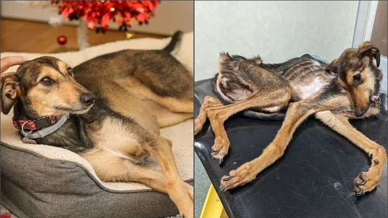 Απίστευτο: Η χειρότερη περίπτωση παραμέλησης ζώου στην Αγγλία - Νόμιζαν ότι είχε πεθάνει αλλά η Μέιζι έκανε το θαύμα...