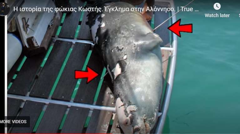 Ενα ντοκιμαντέρ ερευνά τη δολοφονία της φώκιας Κωστής στην Αλόννησο- Ενα έγκλημα που έμεινε ανεξιχνίαστο