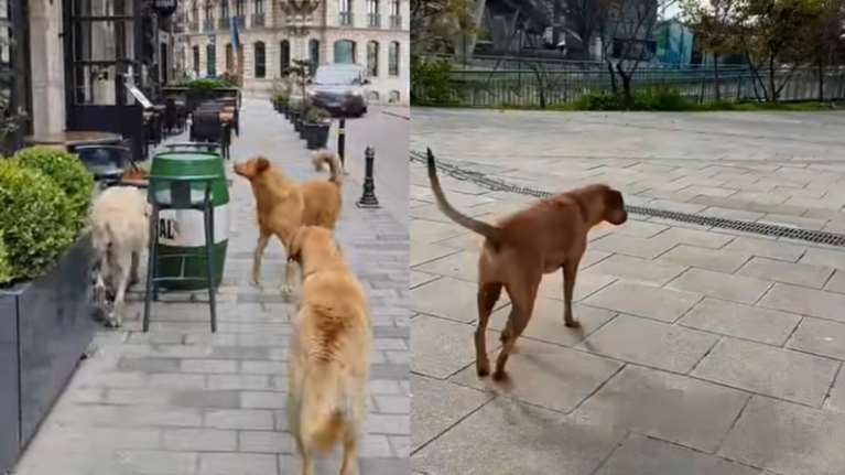 Απαγορεύεται &quot;δια ροπάλου&quot; η σίτιση αδέσποτων σκύλων στην Κωνσταντινούπολη - Θα ισχύει παντού