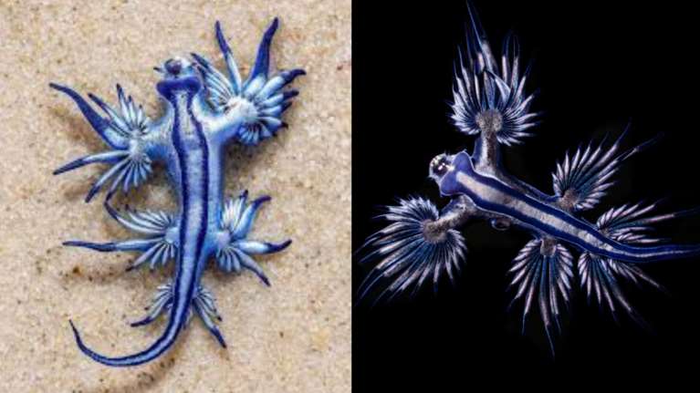 Μπλε δράκος: &quot;Ο πιο όμορφος δολοφόνος της θάλασσας&quot; που μπορεί να προκαλέσει ακόμα και θάνατο