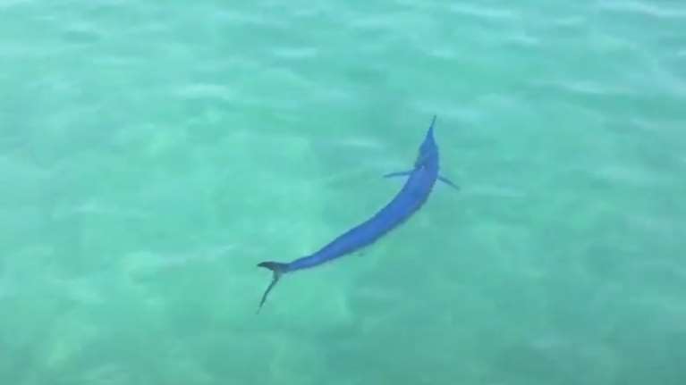 Μπλε βασιλική ζαργάνα εμφανίστηκε σε παραλία του Ναυπλίου - Δείτε το βίντεο