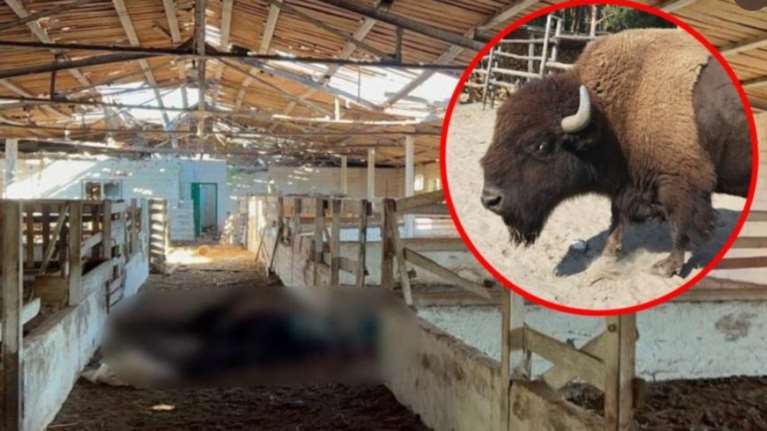 Φρίκη στην Ουκρανία: Καταγγέλουν Ρώσους στρατιώτες ότι έφαγαν ζώα από ζωολογικό κήπο στο Ντονέτσκ