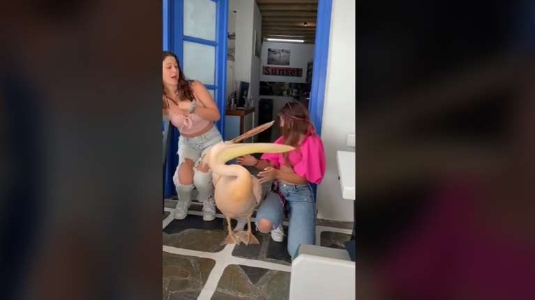 Χαμός στη Μύκονο: Άτακτος πελεκάνος πήγε να &quot;καταπιεί&quot; όμορφη τουρίστρια που ήθελε... φιλάκια [βίντεο]