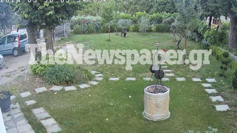 Βόλος: Αγριογούρουνο &quot;μπούκαρε&quot; σε σπίτι και αναστάτωσε τους κατοίκους στην Αγία Παρασκευή