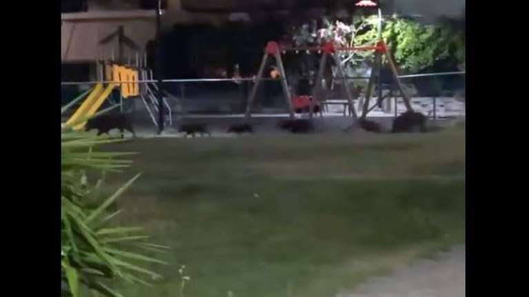 Φθιώτιδα: Τα αγριογούρουνα κατέβηκαν παραλία για... ποτάκι και μπάνιο [βίντεο]