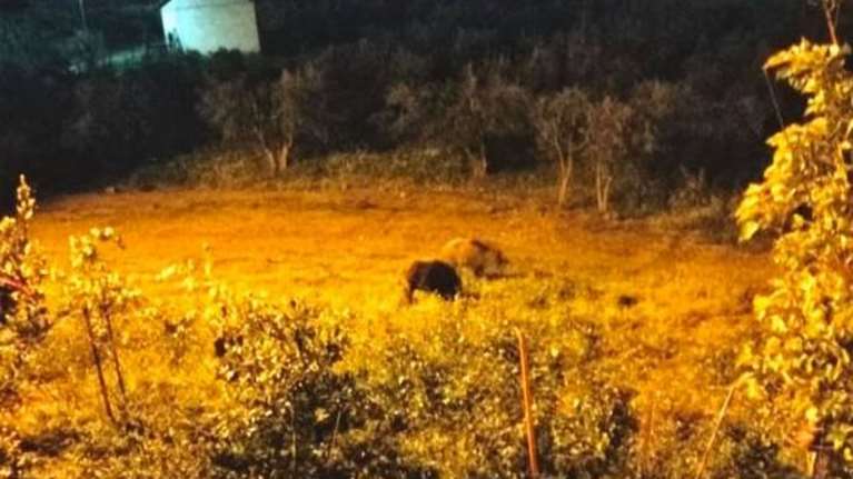 Απίστευτο: Τα αγριογούρουνα έφτασαν στις αυλές των σπιτιών στη Φθιώτιδα [Βίντεο]