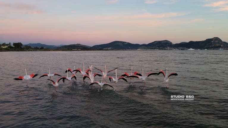Μοναδικές εικόνες στο Ναύπλιο: Ο μαγικός χορός 50 φλαμίνγκο [βίντεο]