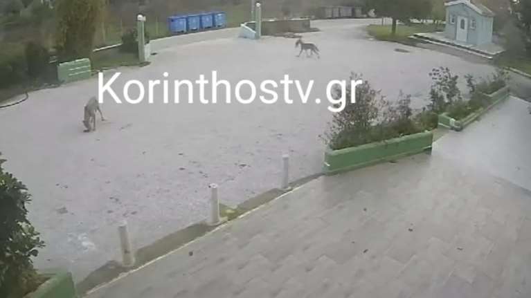 Επιδρομή λύκων στον Σχίνο Λουτρακίου – Επιτέθηκαν σε αδέσποτα ζώα [βίντεο]