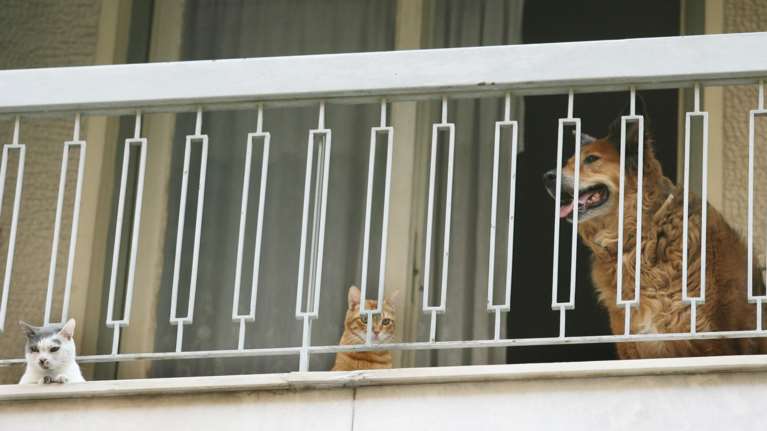 Αντιπαρασιτική προστασία: Πόσο σημαντική είναι για τα κατοικίδιά μας