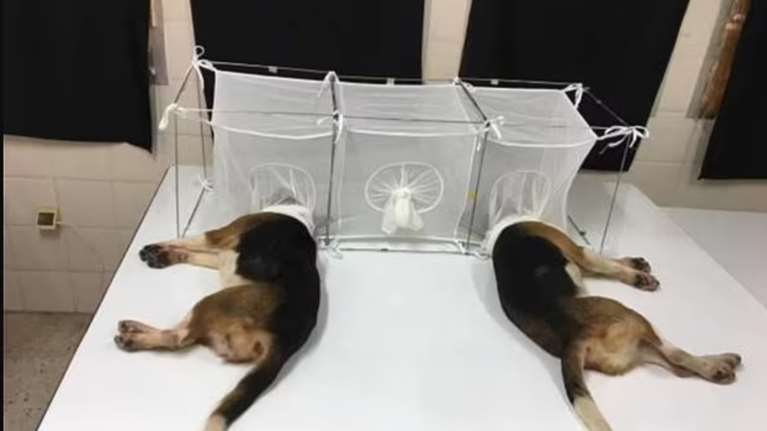 Φάουτσι: Ενέκρινε αποτρόπαιο πείραμα- σοκ σε σκύλους - Σκνίπες τα έτρωγαν ζωντανά [εικόνες -βίντεο]