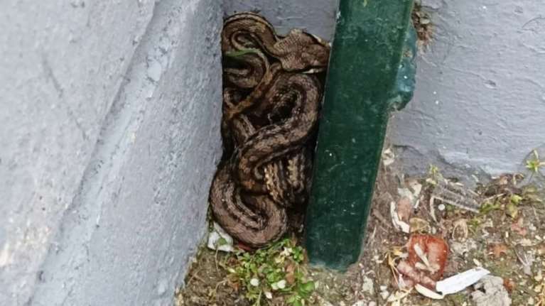 Τρόμος στα Πατήσια: Φίδι εντοπίστηκε σε προαύλιο σχολείου [εικόνες]