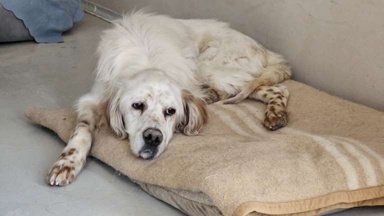 Ένα πράγμα που οι σκύλοι ξέρουν να κάνουν πολύ καλά, είναι να γερνάνε με αξιοπρέπεια