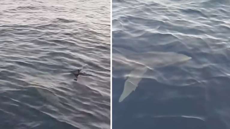 Κέρκυρα: &quot;Παναγία μου, τρέμω&quot; - Η στιγμή που μεγάλος καρχαρίας πλησιάζει φουσκωτό