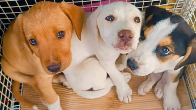 &quot;Τα βελούδινα μωρά&quot; - Βρέθηκαν εγκαταλελειμμένα στο βουνό - Ποιος μπόρεσε να τα πετάξει