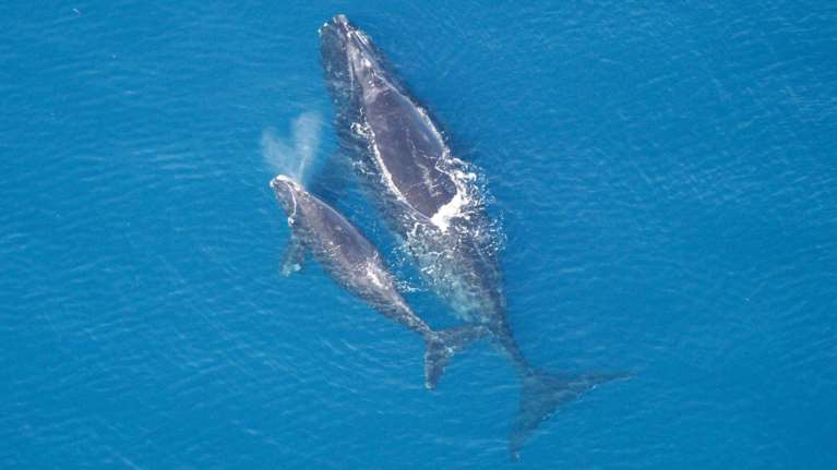 Σπαρακτικό το πένθος της φάλαινας δολοφόνου για το νεκρό μωρό της: Είναι η ίδια φάλαινα που είχε πενθήσει άλλο μωρό της το 2018