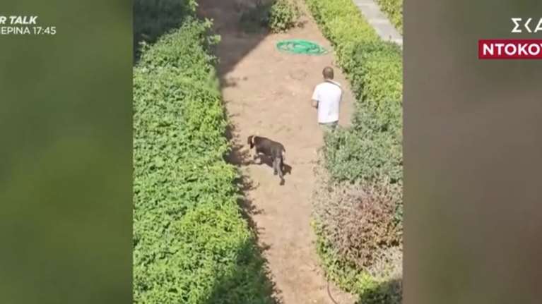 Πεύκη: Οργή για άνδρα που εκπαιδεύει κυνηγόσκυλα για να σκοτώνουν γατάκια σε πάρκο - Βίντεο ντοκουμέντο