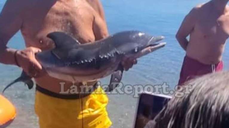Καμένα Βούρλα: Μωρό δελφίνι ξεβράστηκε νεκρό- Ήταν χτυπημένο στην κοιλιά