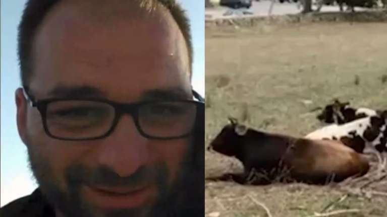 Τραγωδία στη Μύκονο: Πώς ο 39χρονος Μιχάλης έχασε τη ζωή του όταν έπεσε πάνω σε κοπάδι με αγελάδες [Βίντεο]