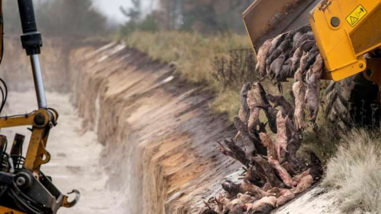 Εικόνες φρίκης από τη σφαγή στη Δανία: Φορτηγό αδειάζει νεκρά βιζόν σε λάκκο ταφής