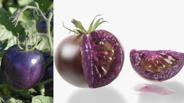 Έρχονται οι μωβ ντομάτες: Είναι γενετικά τροποποιημένες με αντιοξειδωτικά που περιέχουν τα super foods [εικόνες]