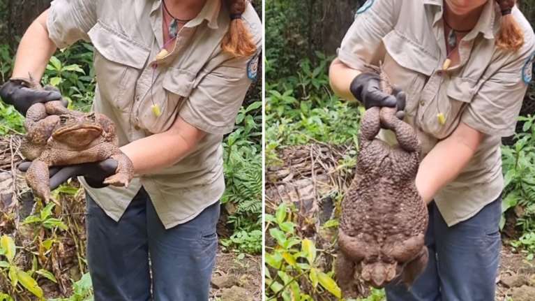 Βατραχο-τζίλα: Γιγάντιος βάτραχος βρέθηκε στην Αυστραλία - Έχει βάρος 2,7 κιλά και πάει για... ρεκόρ Γκίνες [βίντεο]