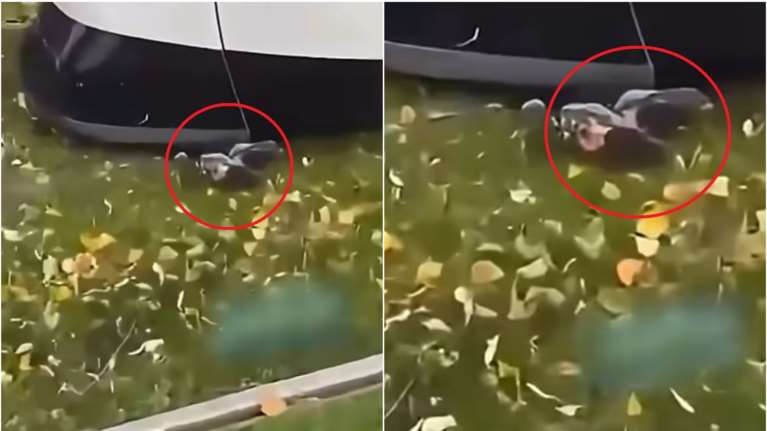 Απίστευτη τύχη για 8χρονο ποδηλάτη: Εγκλωβίστηκε κάτω από τραμ αλλά τον έσωσε το μικρό του ανάστημα [βίντεο]