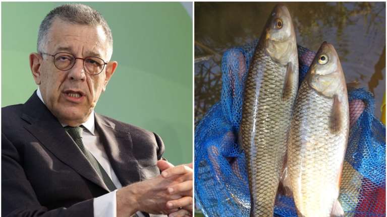 Αττική: Πώς το... αττικόψαρο &quot;μπλόκαρε&quot; αντιπλημμυρικό έργο, μετά τις καταγγελίες οικολόγων - Τι αναφέρει ο Νίκος Ταχιάος