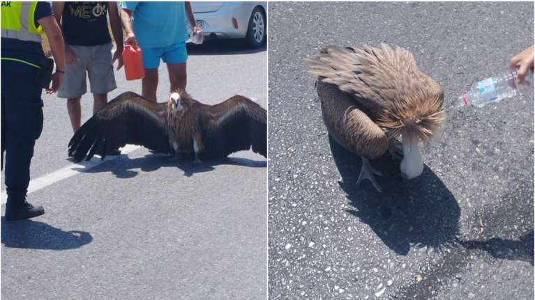 Κρήτη: Γύπας &quot;χτυπημένος&quot; από τον καύσωνα στη μέση του ΒΟΑΚ - Οδηγοί του έδωσαν νερό [εικόνες, βίντεο]