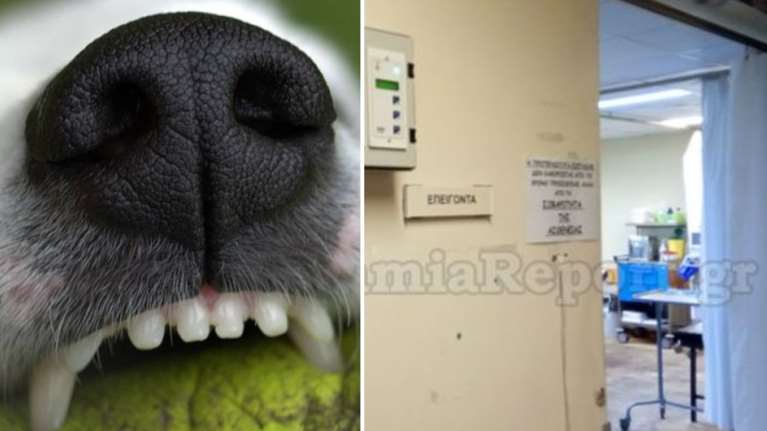 Λαμία: Έβγαλε βόλτα το σκυλάκι του και κατέληξε στα Επείγοντα από επίθεση άλλου σκύλου