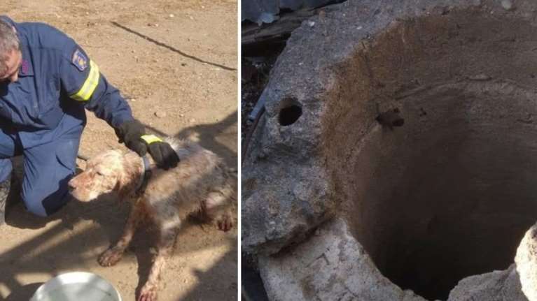 Σκύλος έπεσε σε πηγάδι βάθους 6 μέτρων στη Ρόδο: Πυροσβέστης κατέβηκε με σκοινί και τον έσωσε [εικόνες]