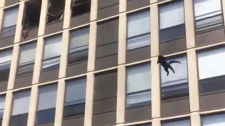 Απίστευτο: Γάτα έπεσε από πέμπτο όροφο κτιρίου που είχε πάρει φωτιά και συνέχισε ατάραχη να περπατά