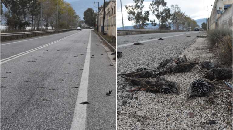 Μυστήριο στην Αργολίδα: Εκατοντάδες νεκρά πουλιά στην παραλιακή Ναυπλίου – Νέας Κίου
