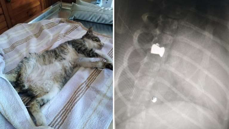 &quot;Ο Bullet δεν πέθανε, αλλά είναι πλέον ανάπηρος&quot;: Απάνθρωπος πυροβόλησε γατάκι στα Χανιά [εικόνες]