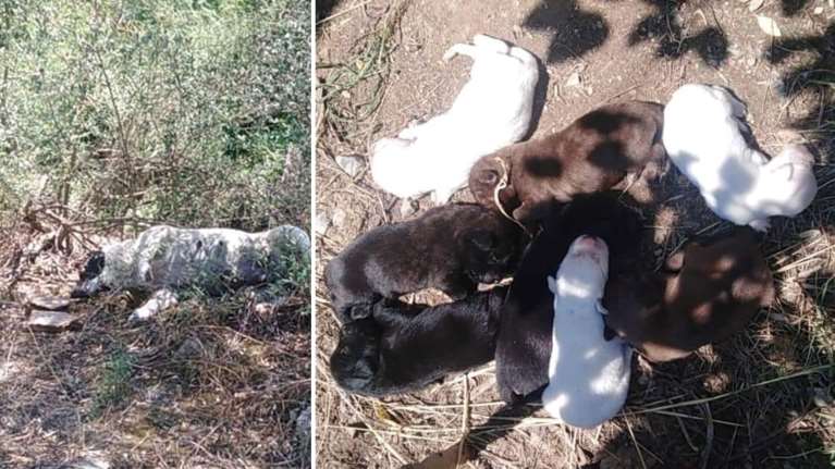 Απίστευτη βαρβαρότητα στη Μαγνησία: Δηλητηρίασαν αδέσποτη σκυλίτσα που μόλις είχε γεννήσει 8 κουτάβια [εικόνες]