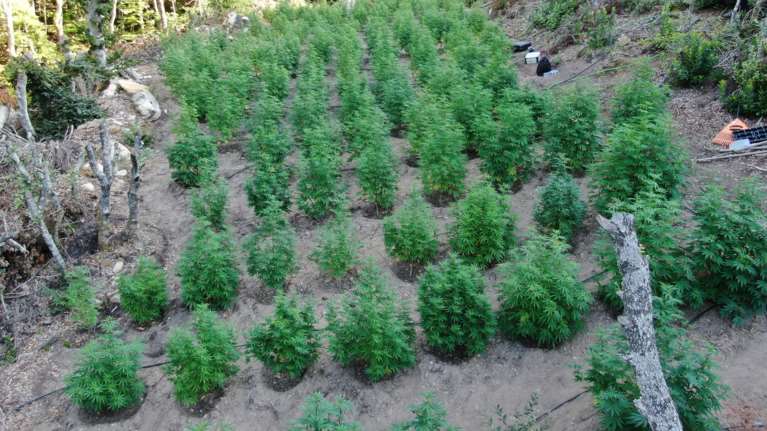 Χαλκιδική: Εντοπίστηκε φυτεία με 148 δενδρύλλια κάνναβης σε ορεινή περιοχή
