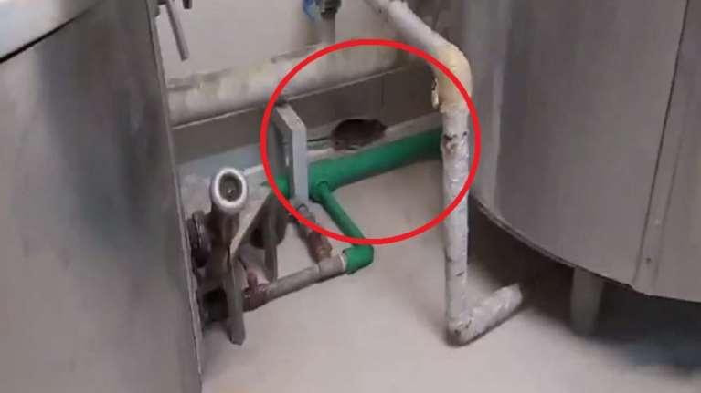 Καταγγελία φοιτητών στο ΑΠΘ: Ποντίκια κόβουν βόλτες στην κουζίνα της Λέσχης [βίντεο]