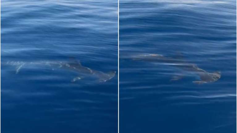 Σαρωνικός: Σφυροκέφαλος καρχαρίας κολυμπάει δίπλα σε βάρκα ανοιχτά του Αγκιστριού [βίντεο]