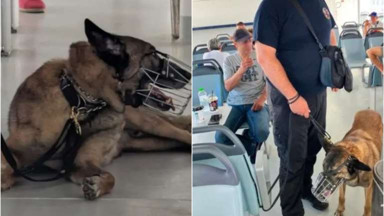 Σύμη: Αυτός είναι ο αστυνομικός σκύλος που ψάχνει για τον αγνοούμενο Βρετανό - Μπορεί να βρει κάποιον ζωντανό ή νεκρό