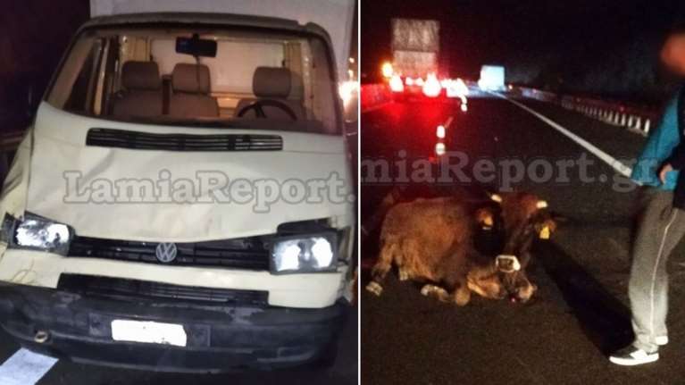 Λαμία: Φορτηγό τράκαρε με αγελάδα στην εθνική οδό - Δείτε πώς έγινε το όχημα μετά το τροχαίο [εικόνες]