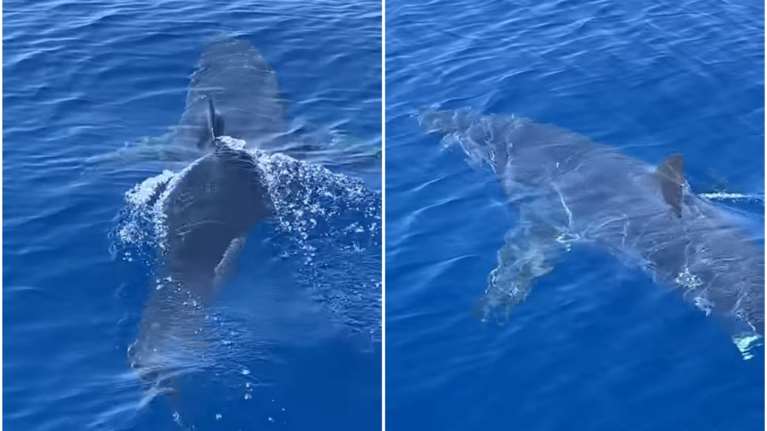 Ζάκυνθος: Η στιγμή που καρχαρίας κολυμπά δύο μίλια από το λιμάνι [βίντεο]