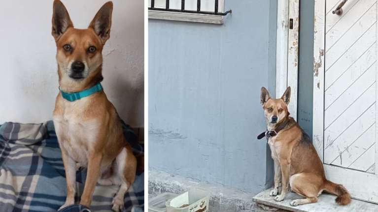 Χανιά: Νέα ζωή για τον &quot;Χάτσικο&quot; της Κρήτης - Ο Σνούπι ψάχνει νέο σπίτι μετά τη δολοφονία του 53χρονου [εικόνες]