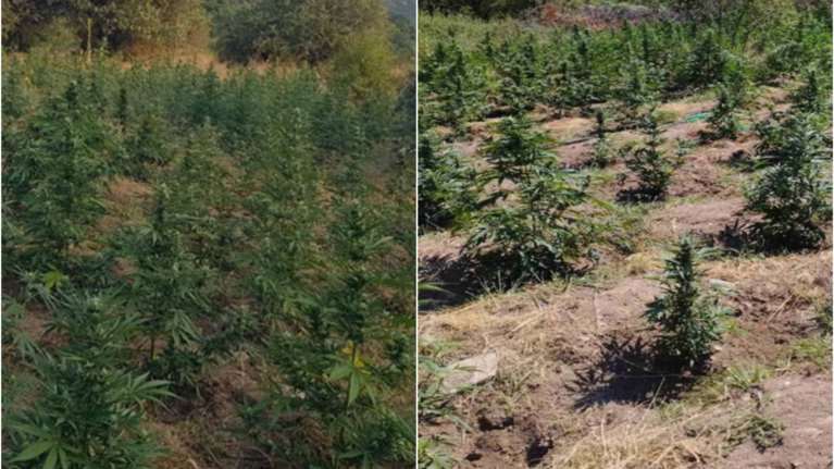 Λάρισα: Εντοπιστηκε φυτεία με 3.600 χασισόδεντρα αξίας 10 εκατ. ευρώ - Συνελήφθησαν τρία άτομα