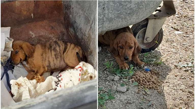 Ζαχάρω: Πέταξαν κουτάβι σε κάδο απορριμμάτων [εικόνες}