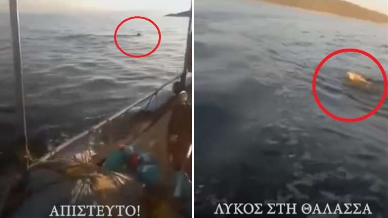 Απίστευτο θέαμα στη Μαγνησία: Ψαράδες είδαν... λύκο να κολυμπάει στη θάλασσα [βίντεο]