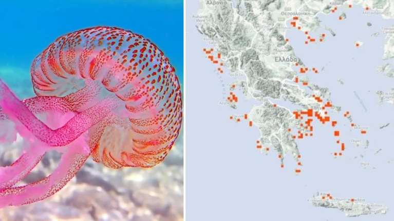 Μωβ μέδουσες: Οι χάρτες με τις ελληνικές θάλασσες που είναι στο "κόκκινο" - Οι πιο επικίνδυνες παραλίες [εικόνες]