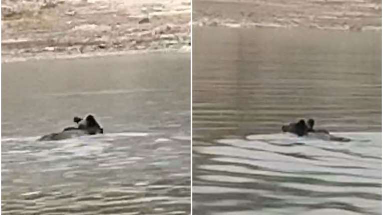 Κοζάνη: Αρκούδα διασχίζει κολυμπώντας τη λίμνη Πολυφύτου [βίντεο]