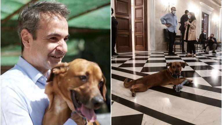 Εκλογές 2023: Φεύγει από το Μαξίμου ο Peanut - Έγινε &quot;κομματόσκυλο&quot; και μετακομίζει στα γραφεία της ΝΔ [βίντεο]