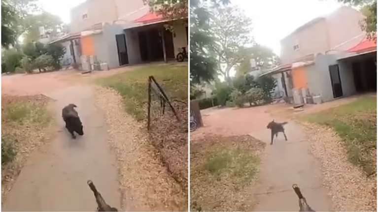 Πόλεμος στο Ισραήλ: Ισλαμιστής της Χαμάς εκτελεί σκύλο, κάνει επιδρομή στο ψυγείο και βάζει φωτιά στο σπίτι Ισραηλινών