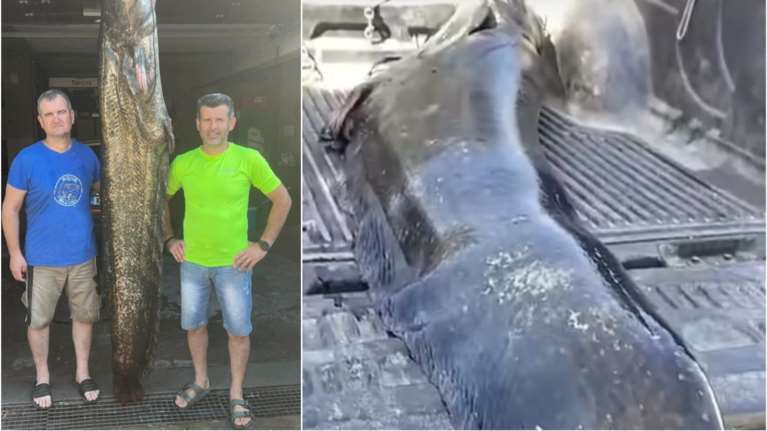 Κοζάνη: Έπιασαν ψάρι βάρους 105 κιλών - Έναν γουλιανό με μήκος 2,5 μέτρα [βίντεο]