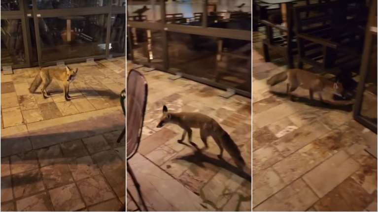 Ναύπλιο: Αλεπού κόβει βόλτες στις καφετέριες [βίντεο]